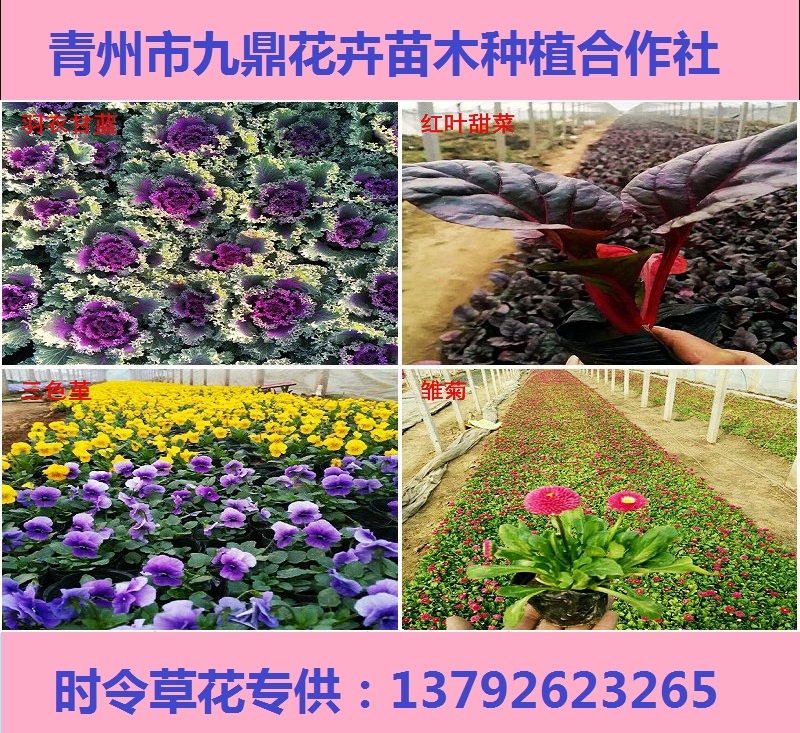 防腐木花箱供应批发威客电竞(图3)