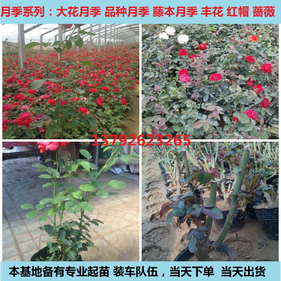 营养袋防腐威客电竞木花箱盆栽苗价格(图2)