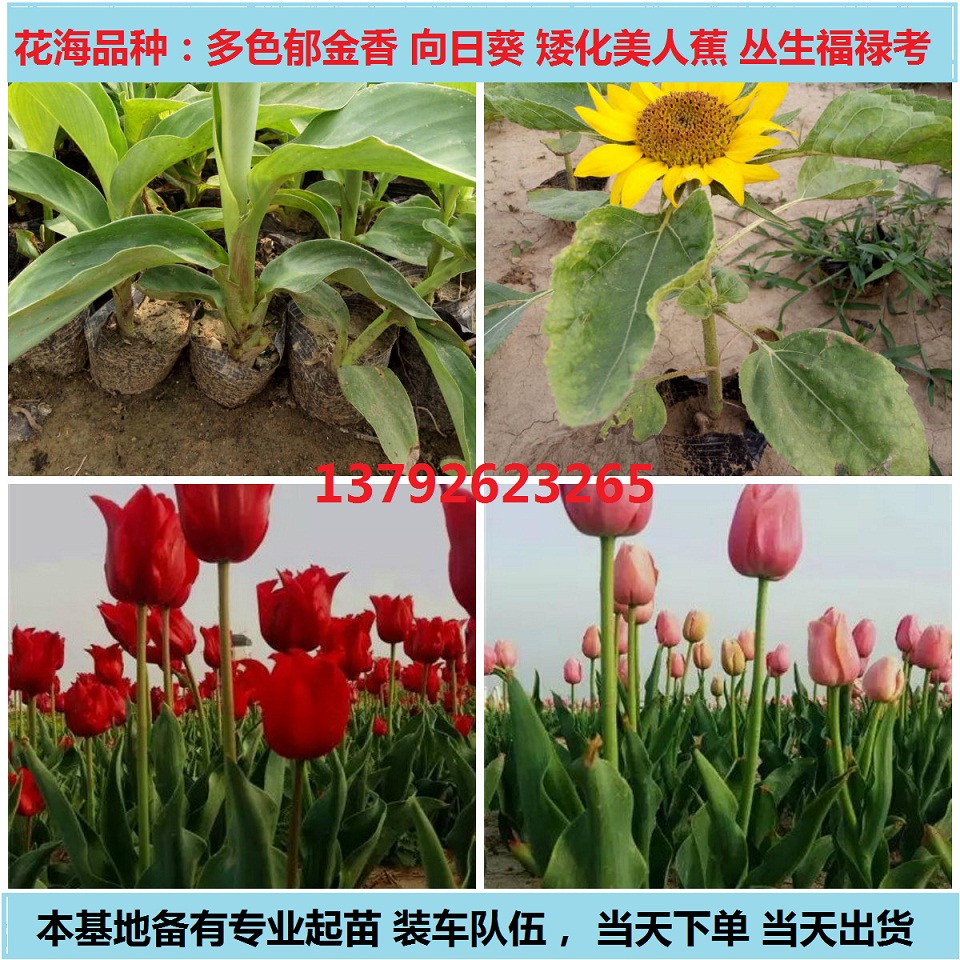 营养袋防腐威客电竞木花箱盆栽苗价格(图3)