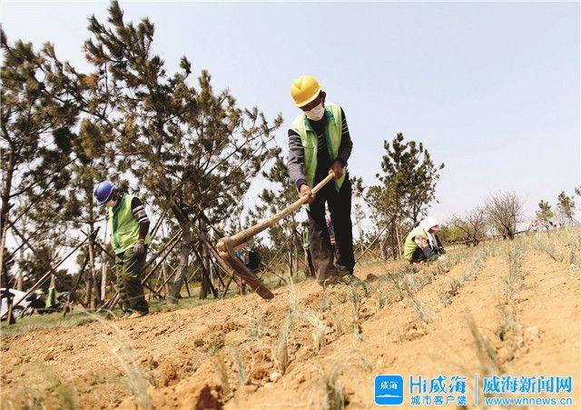 威客电竞高颜值浴场、“网红草”威海的滨海步道真精致(图4)