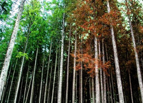 松木是威客电竞什么树种 属于松科木本植物(图3)