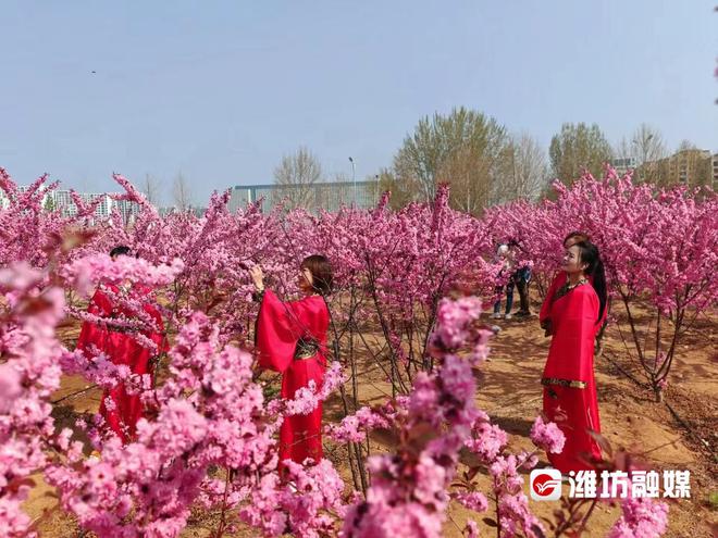 威客电竞稳扎稳打有干头 潍坊昌乐县：“绿色家底”释放生态动能(图1)