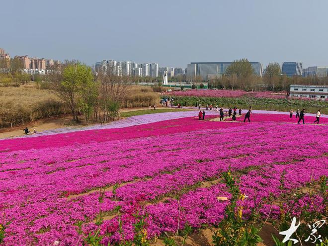 威客电竞潍坊昌乐“绿色家底”增厚一道道繁花盛宴成新打卡地(图1)