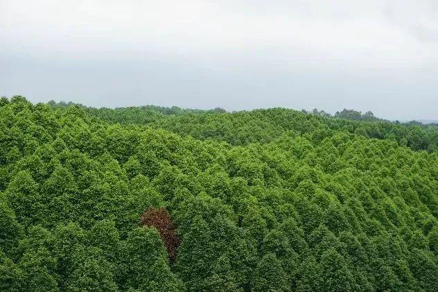 助力油樟产业西华大学研制“神威客电竞器”！(图1)